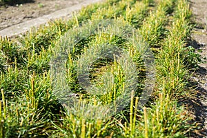 Pine seedlings in a tree nursery in the forest. Growing coniferous trees