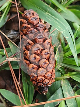 Pine seeds