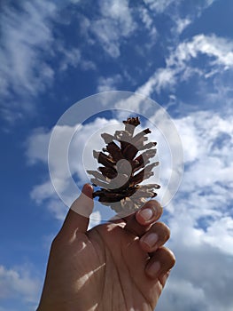 Pine seeds and blue sky