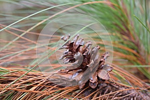 The pine seeds from tree