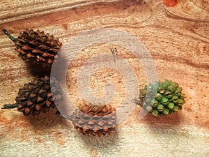 Pine seeds on the wooden plate