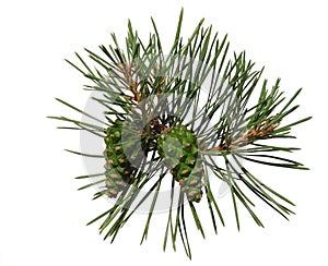 Pine shoot with two cones