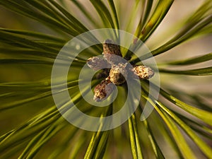 Pine shoots on macro close up