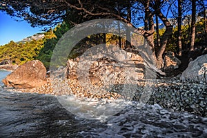 Pine on the shore of the blue sea. Croatia.