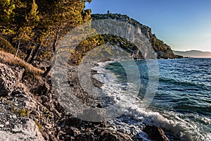 Pine on the shore of the blue sea. Croatia.