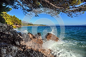 Pine on the shore of the blue sea. Croatia.