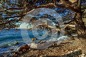 Pine on the shore of the blue sea. Croatia.