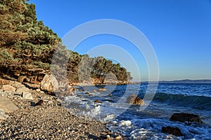 Pine on the shore of the blue sea. Croatia.