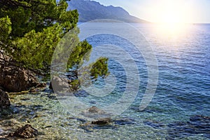 Pine on the shore of the blue sea. Croatia.