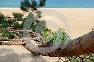 A pine on the shore of Olkhon island on lake Baikal