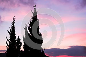 Pine silhouette and Sunset
