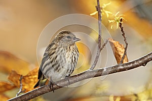 Pine Siskin photo