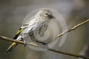 Pine Siskin photo