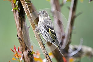 Pine Siskin bird irruption photo