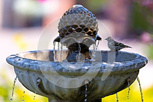 Pine Siskin bird perched on Water Fountain photo