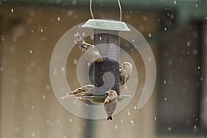 Pine Siskin Birds On Feeder With Snow photo