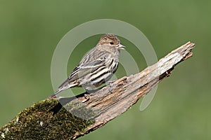 Pine Siskin (Carduelis pinus)