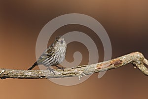 Pine Siskin (Carduelis pinus pinus)