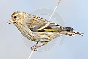 Pine Siskin Tiny Bird photo