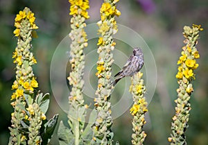 Pine Siskin Feeding on Mullein