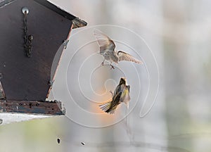 Pine Siskin finches (Carduelis pinus) - take to the air in a scuffle over territory that is over in three seconds.