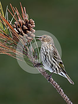 Pine Siskin munching on a pine cone