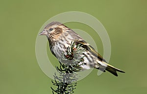 Pine Siskin Perched