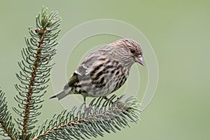 Pine Siskin Perched