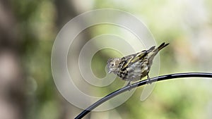 Pine Siskin perched on the arm of a feeding station