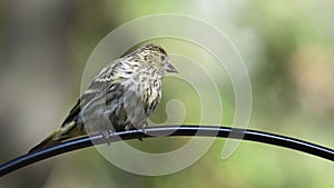 Pine Siskin perched on the arm of a feeding station