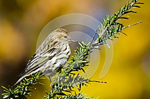 Pine Siskin Perched in Autumn