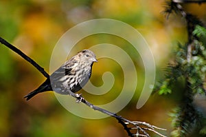 Pine Siskin Perched in Autumn