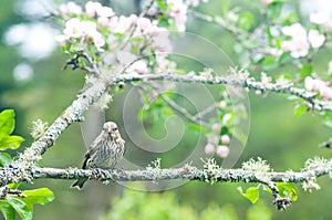Pine siskin perches on an apple branch
