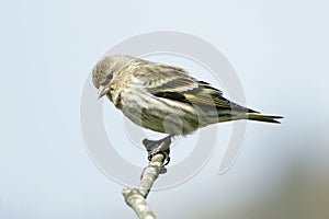 Pine Siskin Small Bird