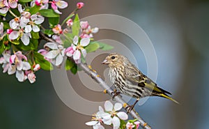 A Pine siskin ` Spinus pinus `