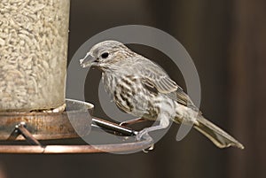 Pine Siskin Spinus pinus eating at a bird feeder