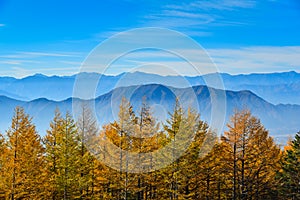 Pine and sky during the trip to Mount Fuji.