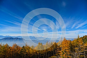 Pine and sky during the trip to Mount Fuji.