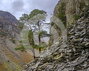 Pine and Slate on a hill