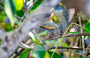 Pine snake nonvenomous reptile closeup in Florida, USA