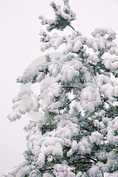 Pine in snow