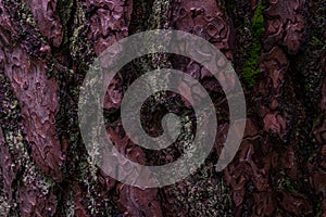 Pine softwood tree texture background in mixed forest