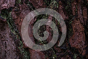 Pine softwood tree texture background in mixed forest