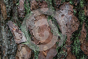 Pine softwood tree texture background in mixed forest