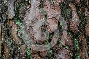 Pine softwood tree texture background in mixed forest