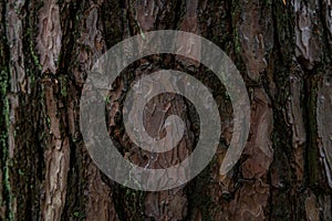 Pine softwood tree texture background in mixed forest