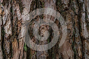 Pine softwood tree texture background in mixed forest
