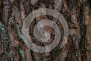 Pine softwood tree texture background in mixed forest