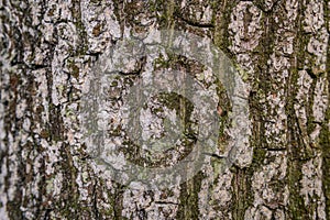 Pine softwood tree texture background in mixed forest