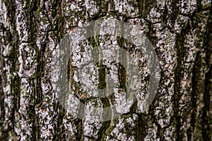 Pine softwood tree texture background in mixed forest